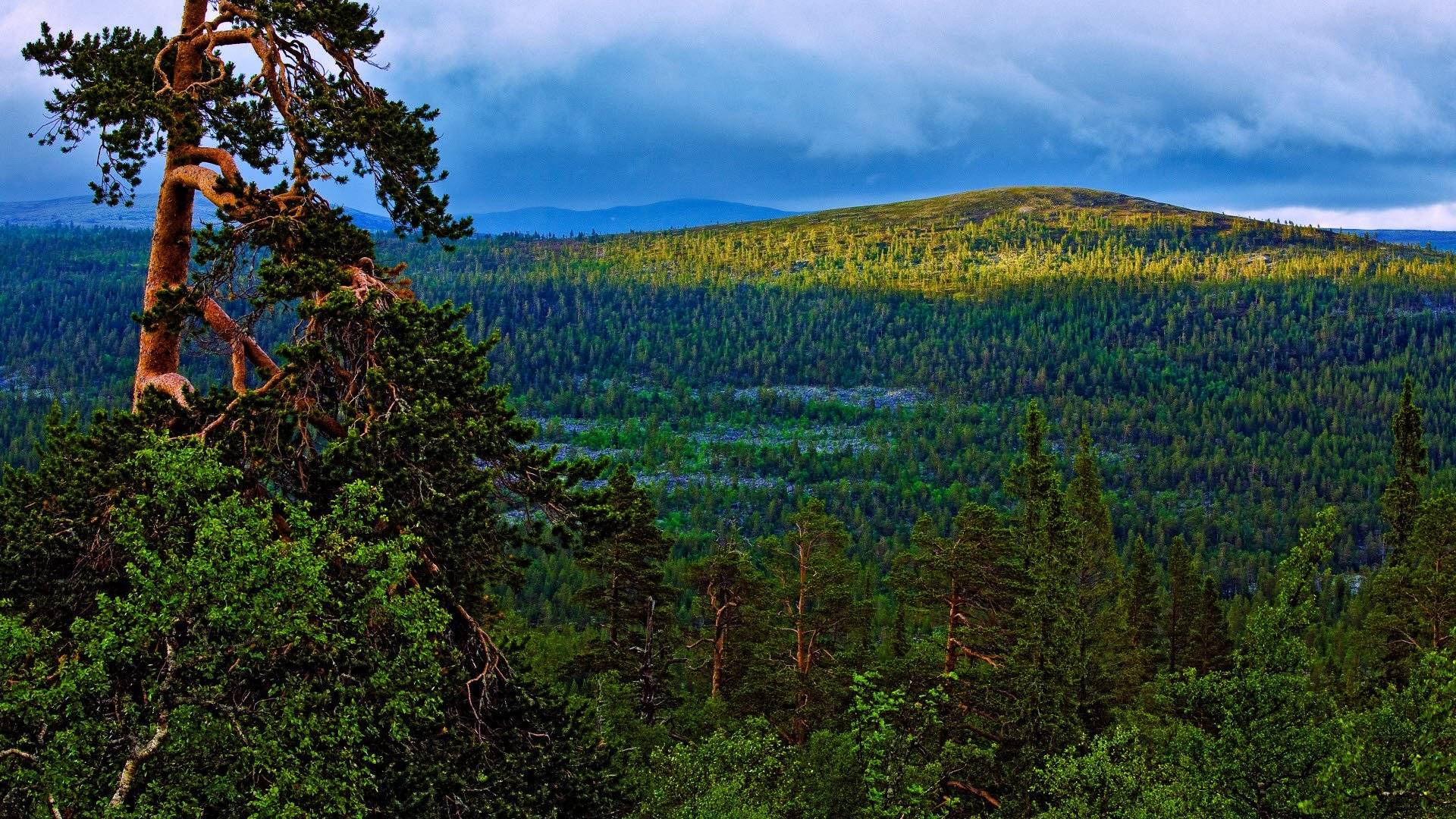 Töfsingdalen National Park
