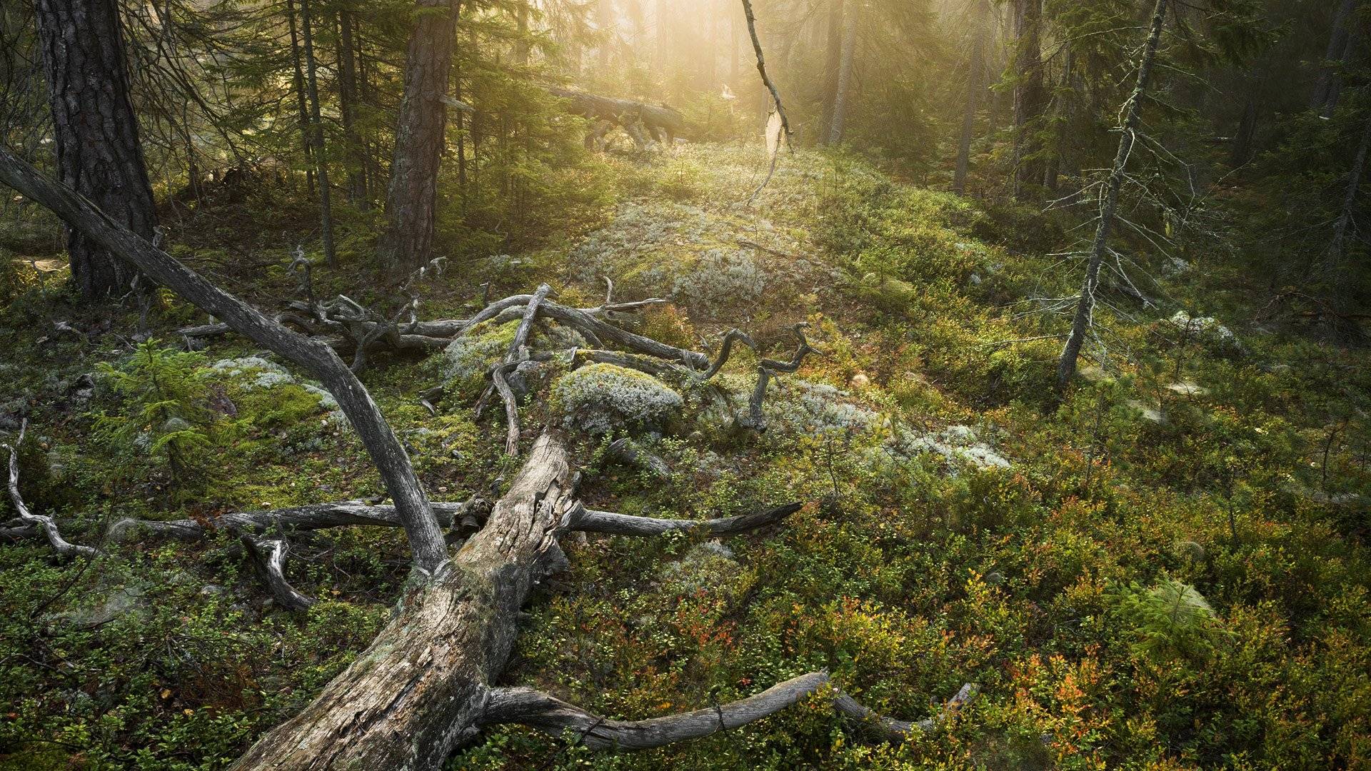 Tyresta National Park