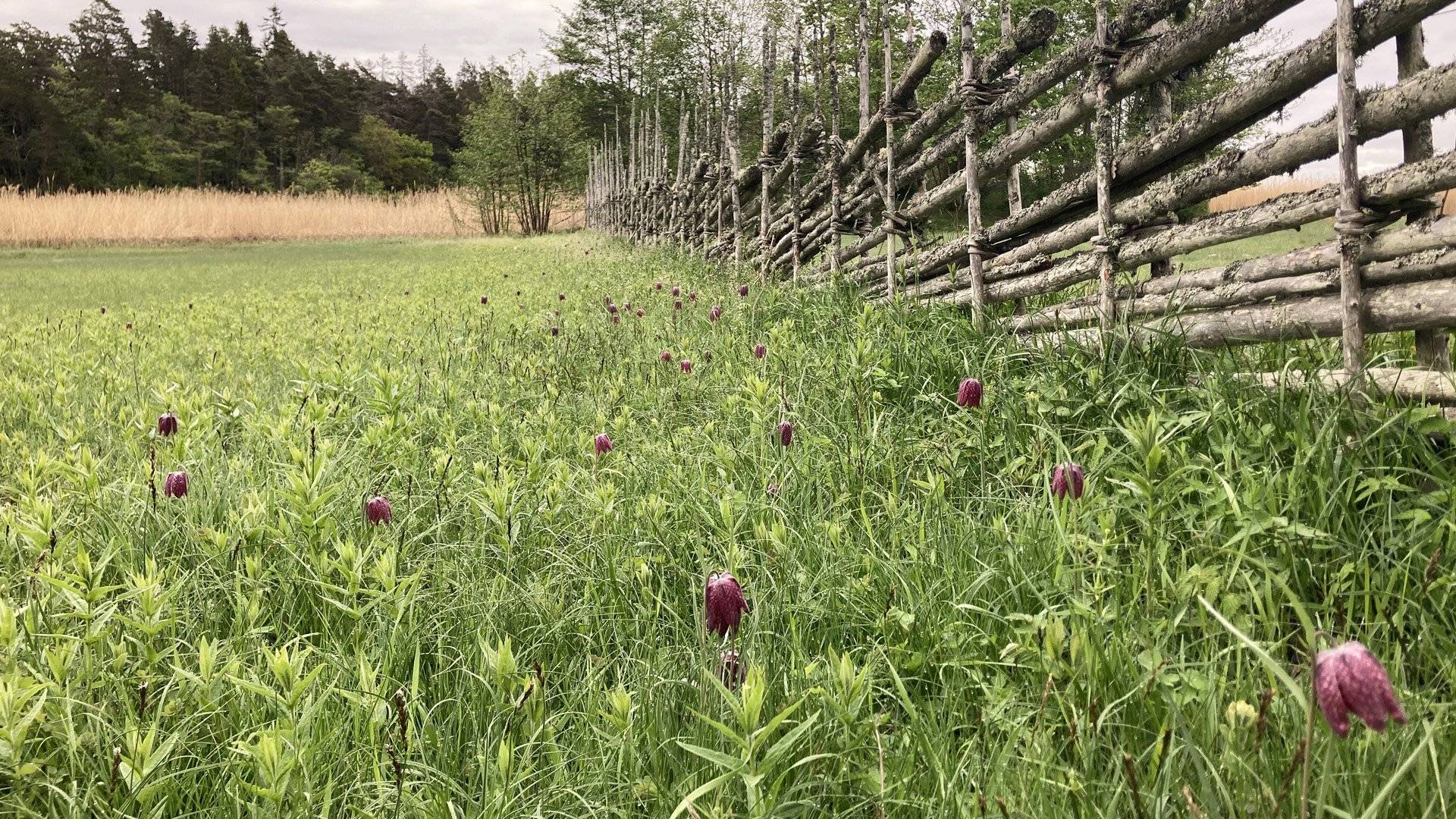 Ängsö nationalpark