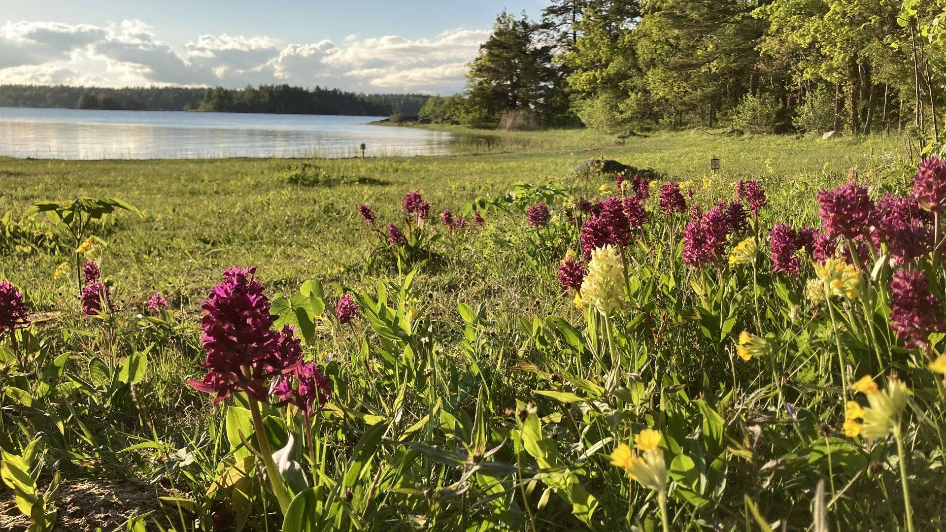 Ängsmark med blommande orkidéer Adam och Eva