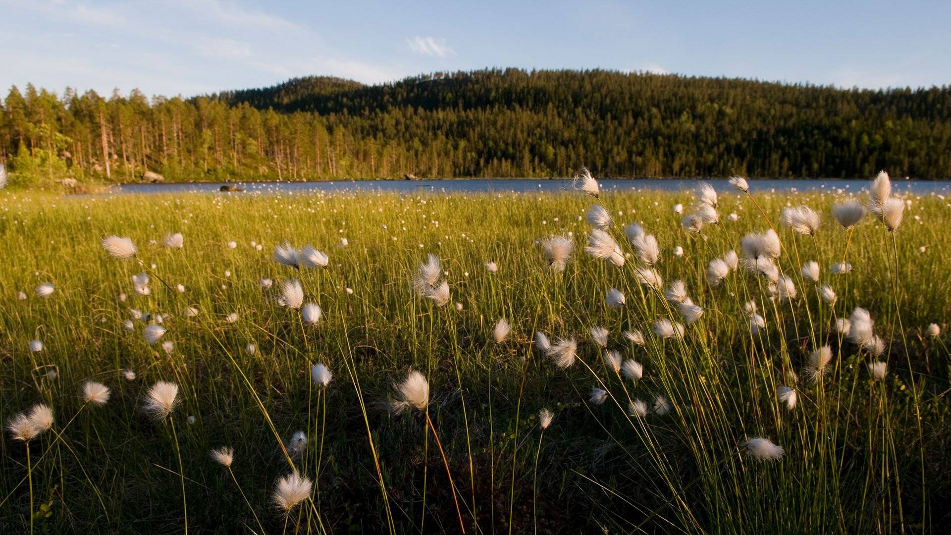 Angsjön i Björnlandets nationalpark, ängsull i förgrunden.
