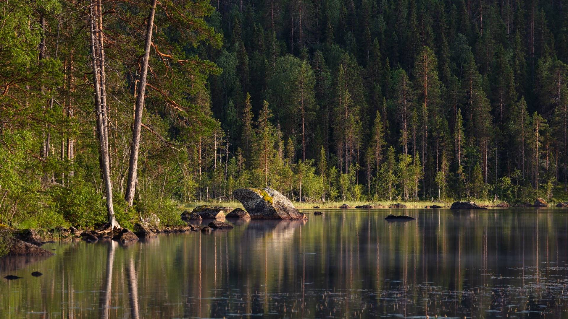 Angsjön i Björnlandets nationalpark, omgiven av skog och stora stenar längs strandkanten. Västerbotten län, Sverige.