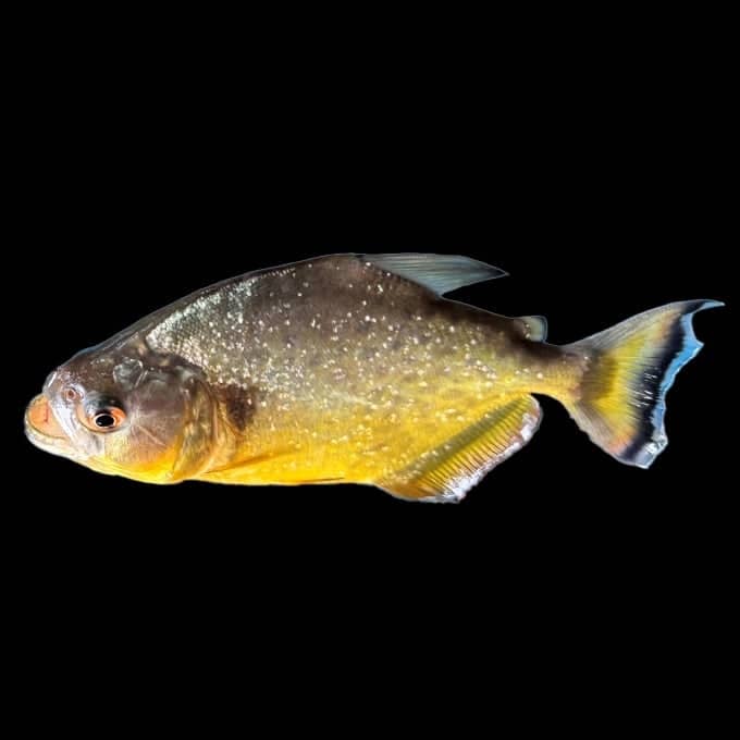 En piraya med öppen mun och gula fjäll.