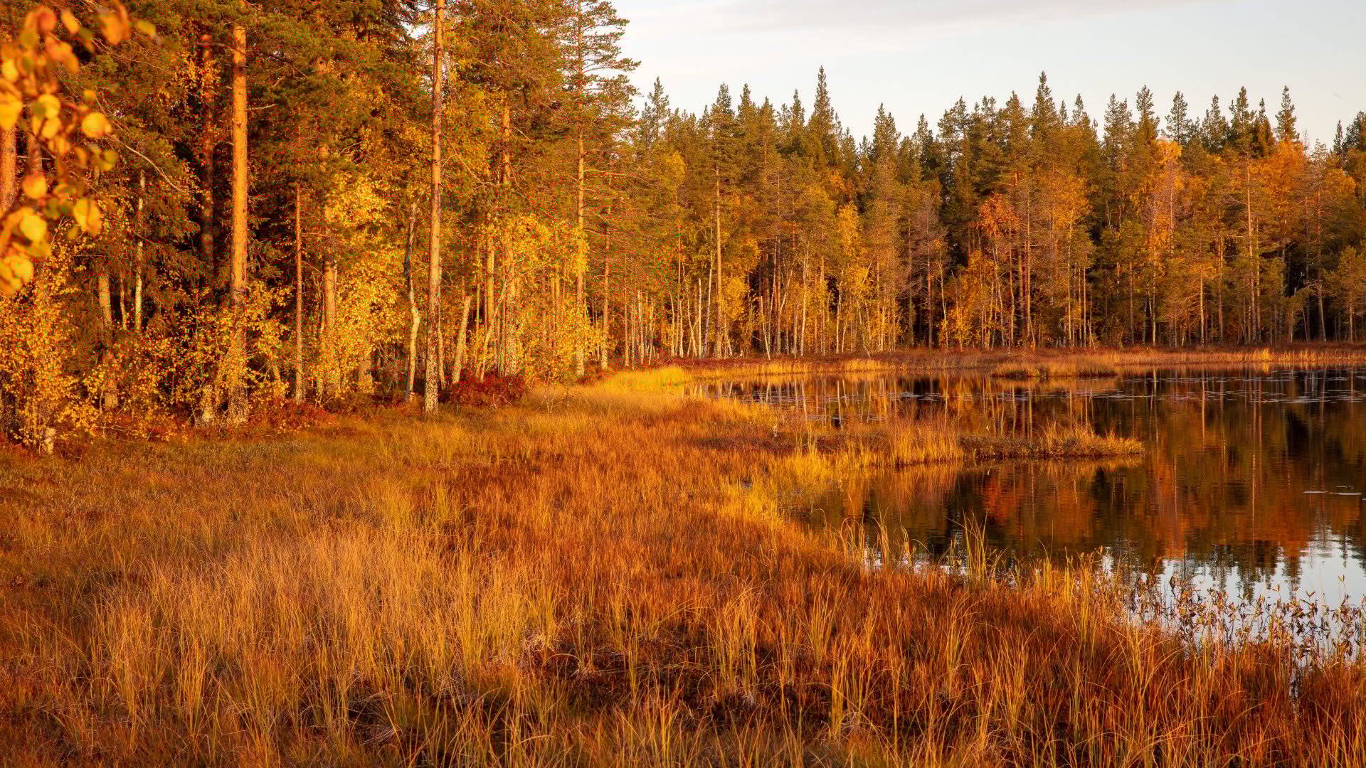 Solnedgång vid en tjärn i Hamra nationalpark. Hamra nationalpark, Gävleborg, Sverige.