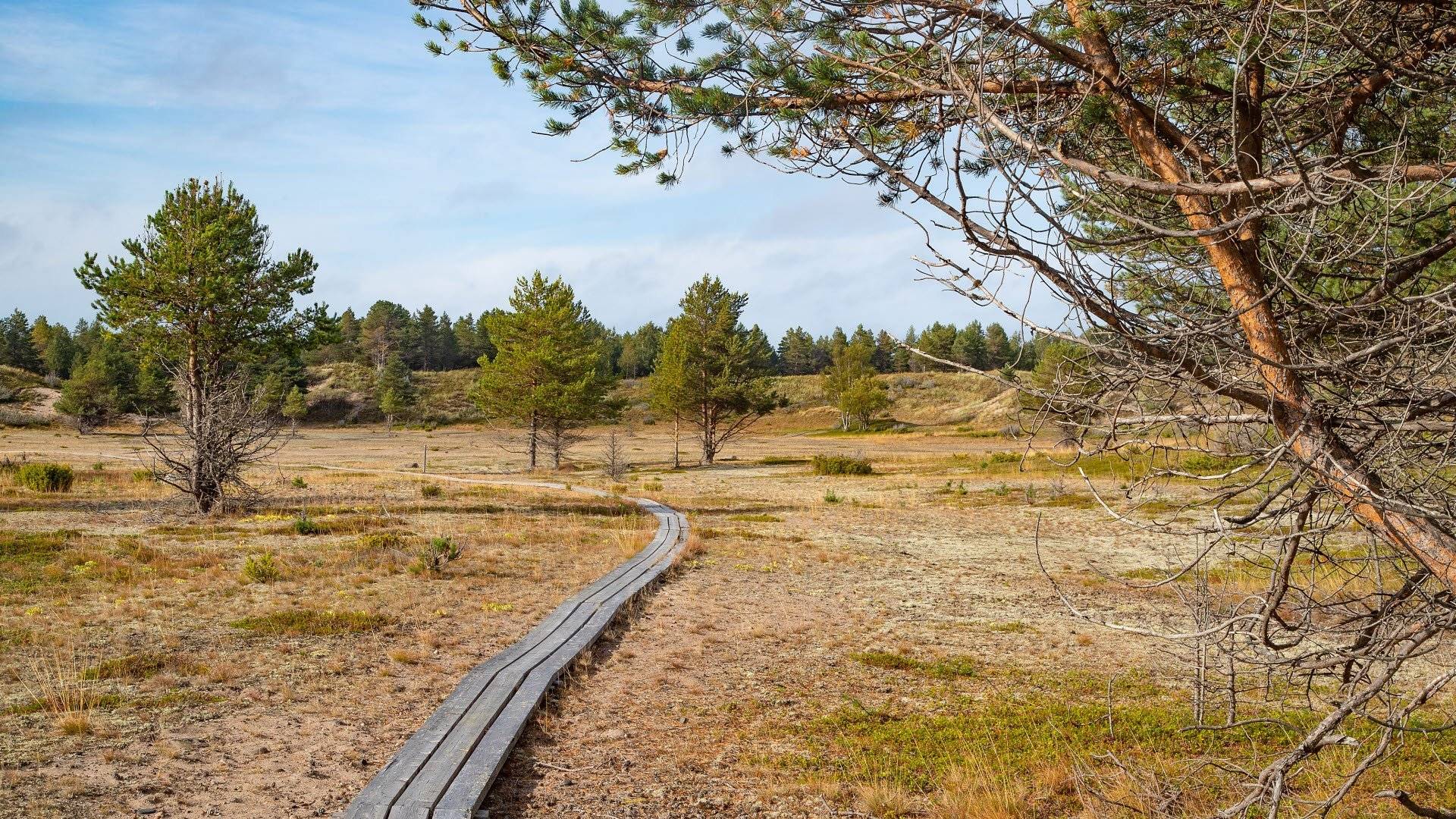 Smal träspång genom ett öppet, kargt landskap med spridda tallar. Sandskär, Haparanda Skärgårds nationalpark, Sverige.