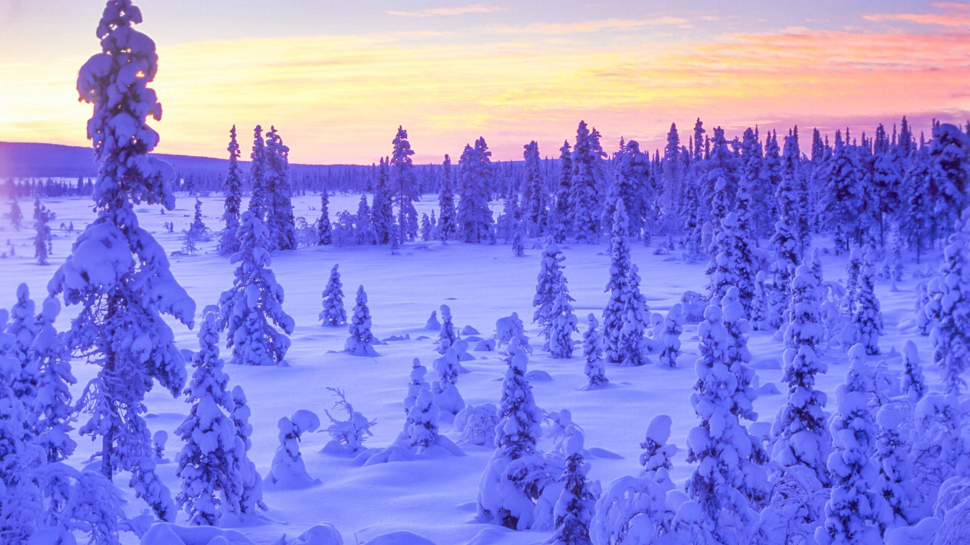 Snötäckt skogslandskap i solnedgång, midvinterskog i Muddus nationalpark. 