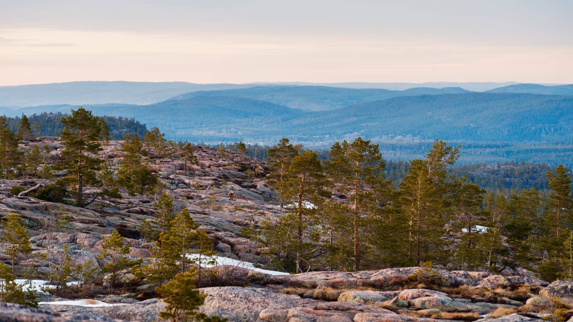 Vidsträckt vy över klippig skogsterräng med tallar och berg i bakgrunden i Skuleskogens nationalpark. 