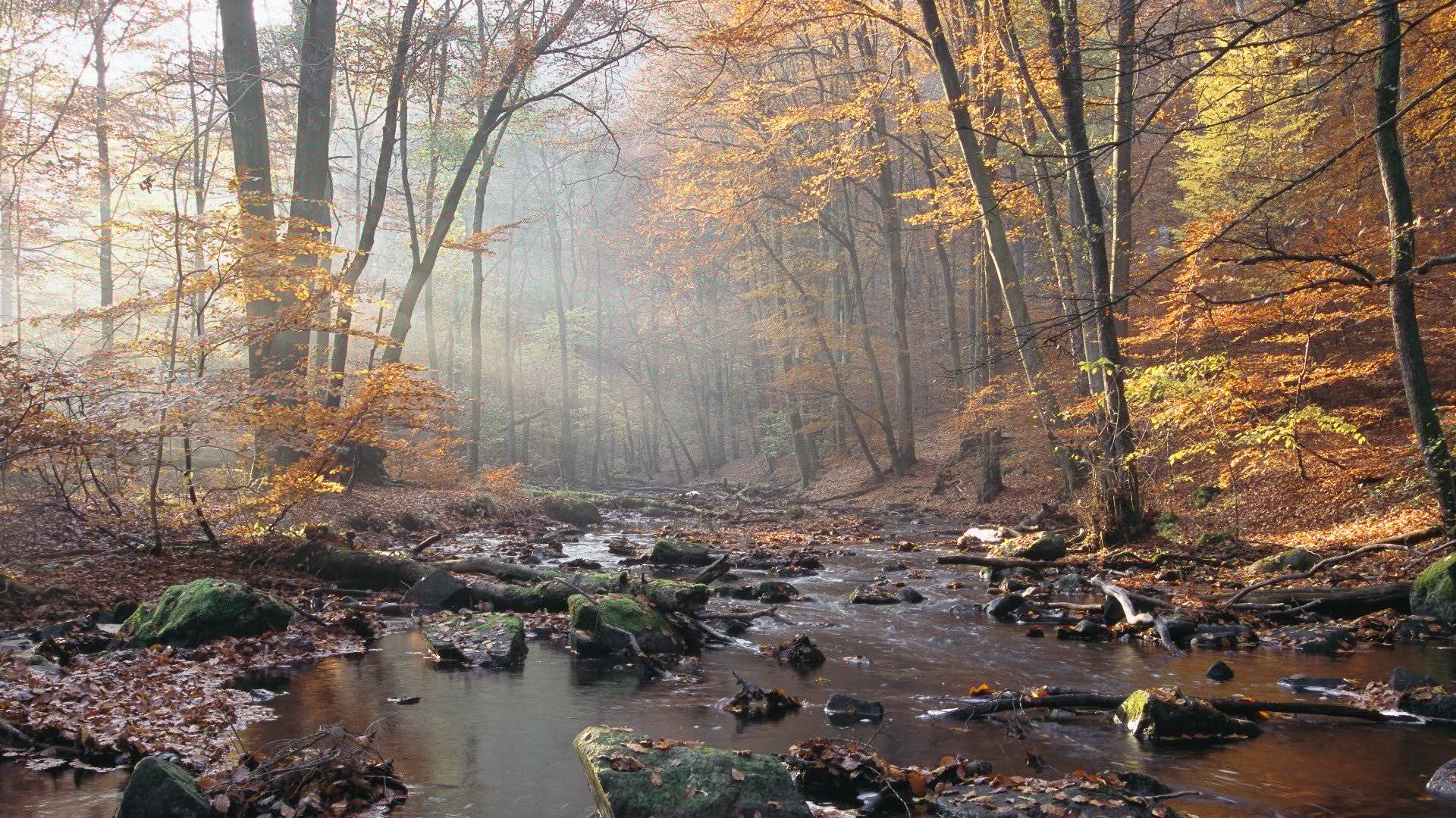 Vattendrag i höstfärgad skog i Söderåsens nationalpark. 