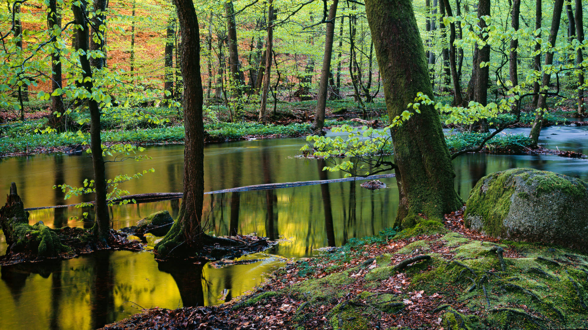 Bäck som rinner genom Skäralids ravin om våren i Söderåsens nationalpark. 