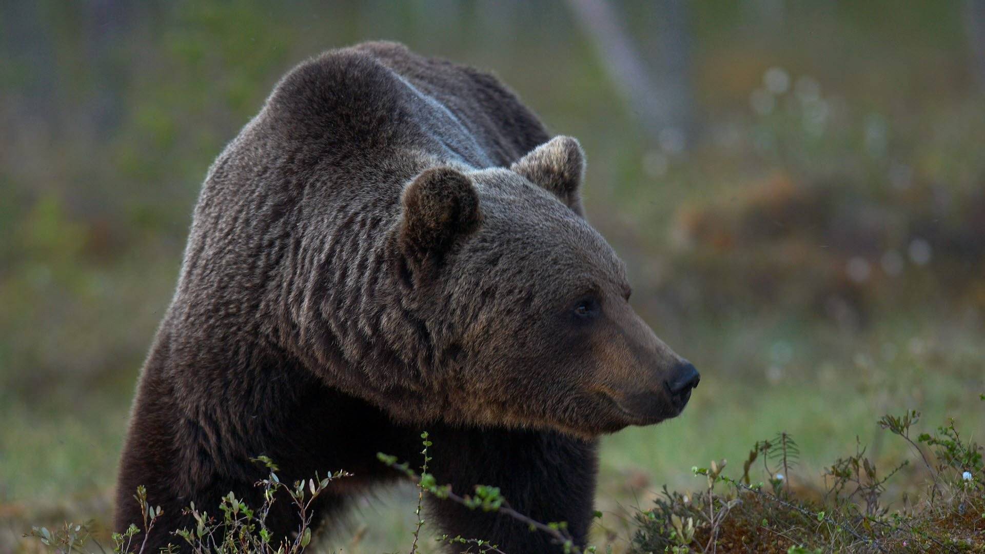 Brunbjörn i närbild. 
