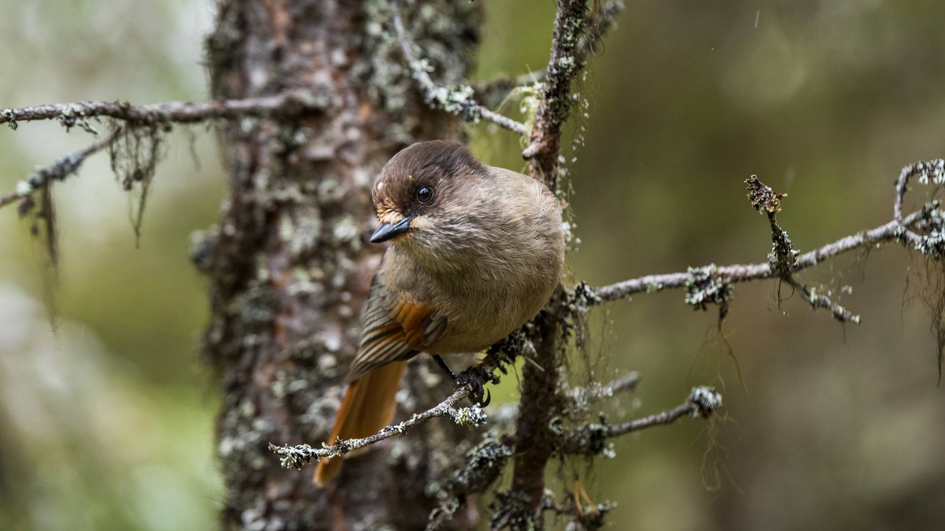 Lavskrika i granskog, Fulufjällets nationalpark, Dalarna