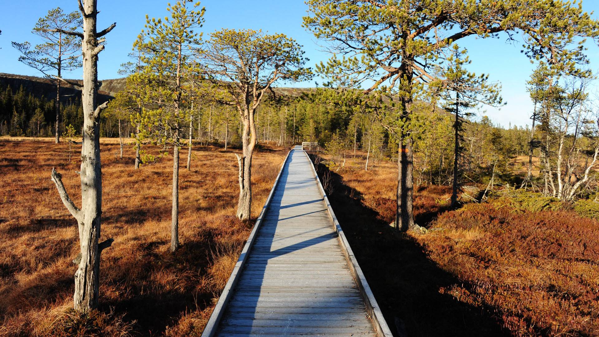 Träspång genom ett myrlandskap med gles tallskog, omgiven av låga buskar och gulnande gräs under en klarblå himmel. Fulufjället nationalpark, Dalarna