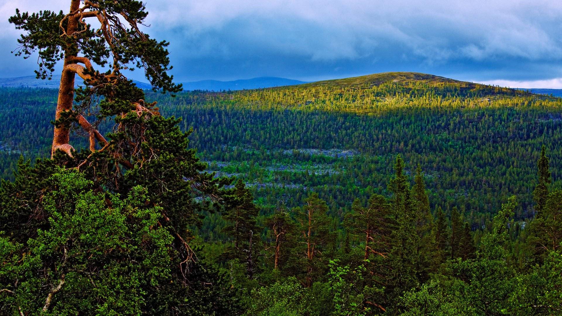 Utsikt i Töfsingdalens nationalpark