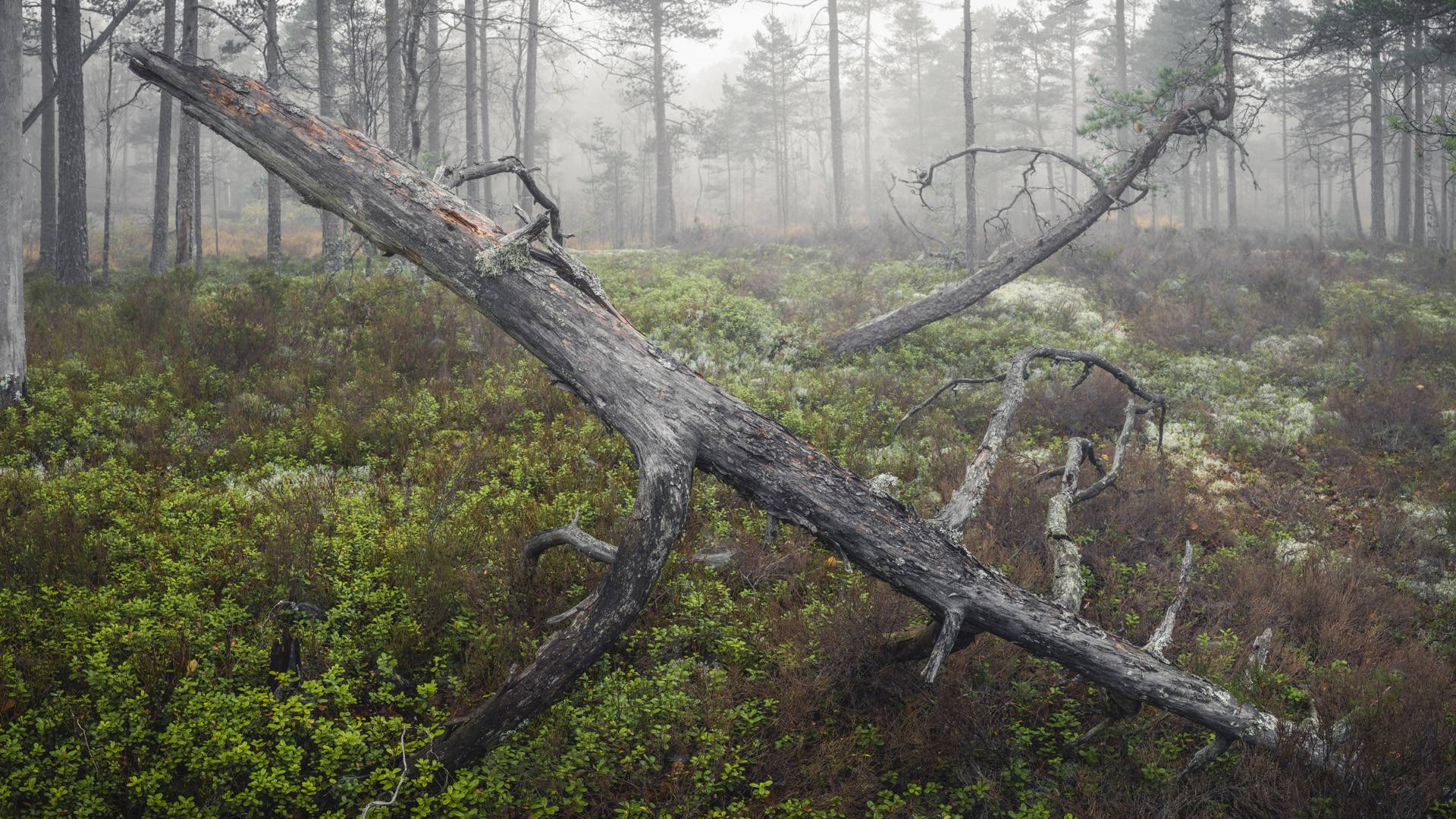 I förgrunden, en gammal talltopp (låga, död ved) omgiven av låg vegetation och gles ung tallskog, Tresticklans nationalpark.
