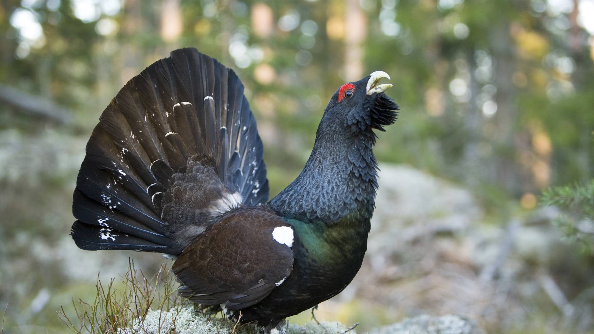 Tjäder spelar under tjäderspel på våren