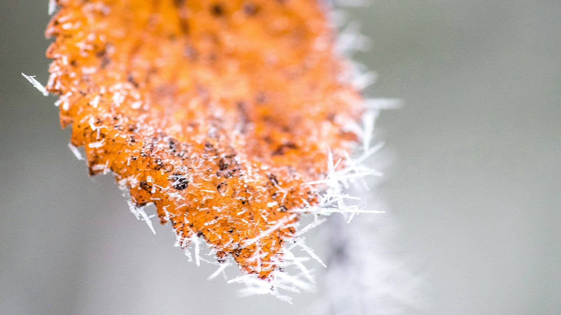 Närbild på gult löv med iskristaller. 