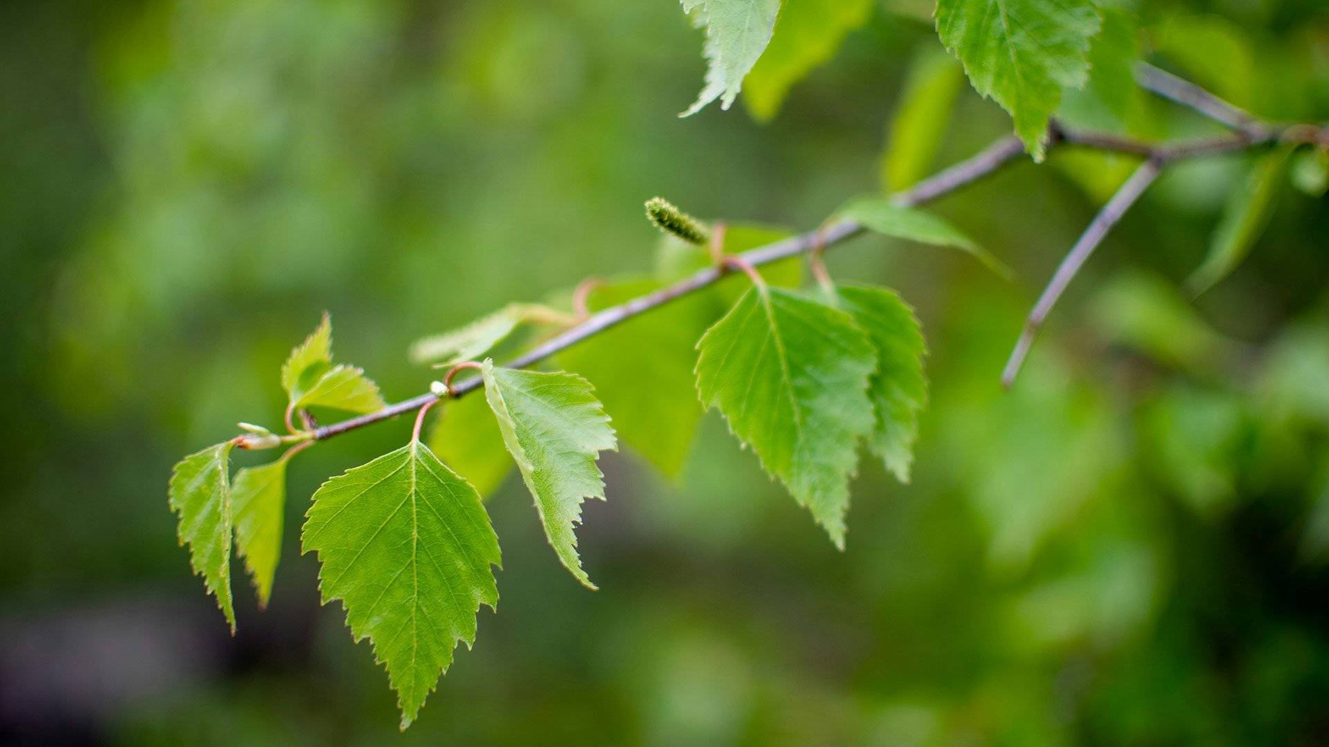Björklöv i närbild. 