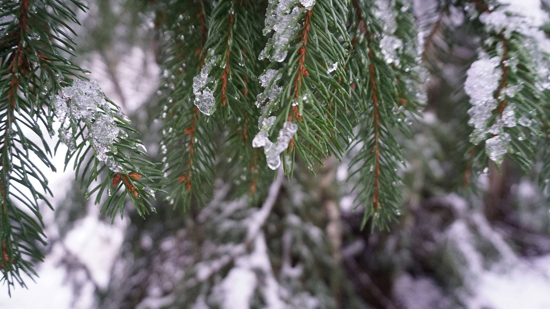 Grankvist med is på grenarna. 
