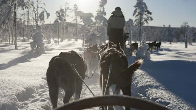 Hundspann i Hamra nationalpark
