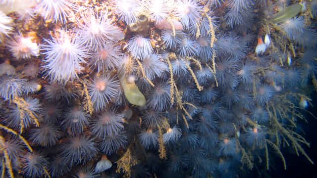 Gullmarsanemon (Protanthea simplex) i Kosterhavets nationalpark, Västra Götalands län.